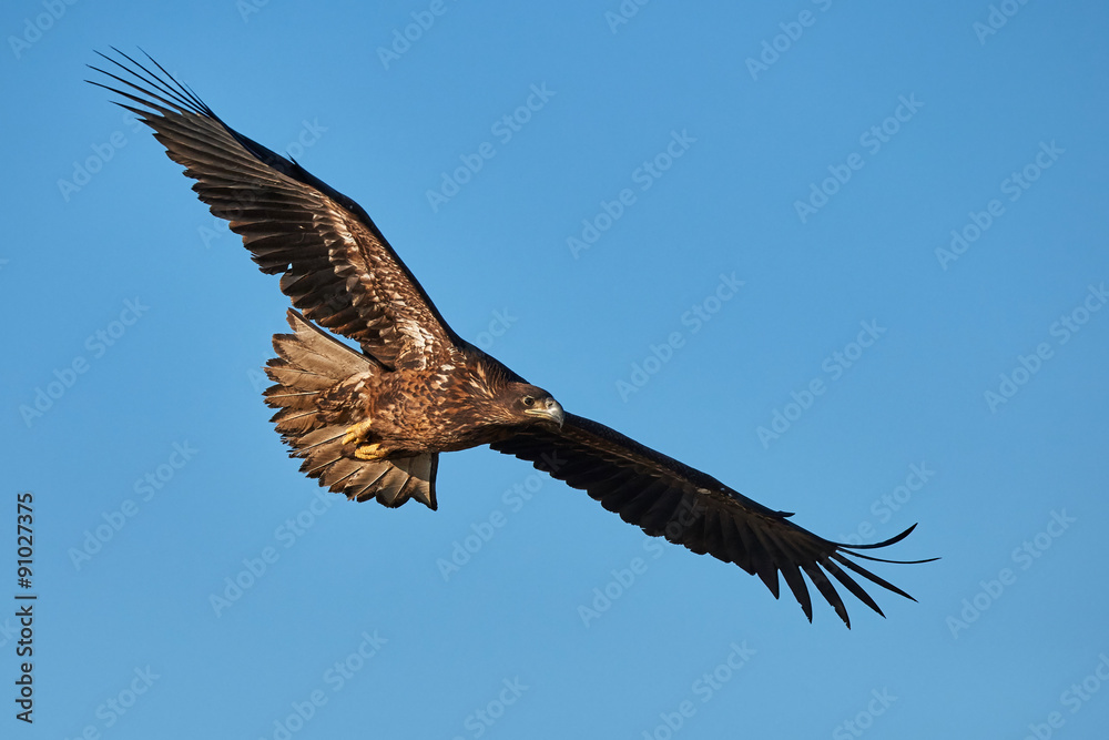 Eagle in flight