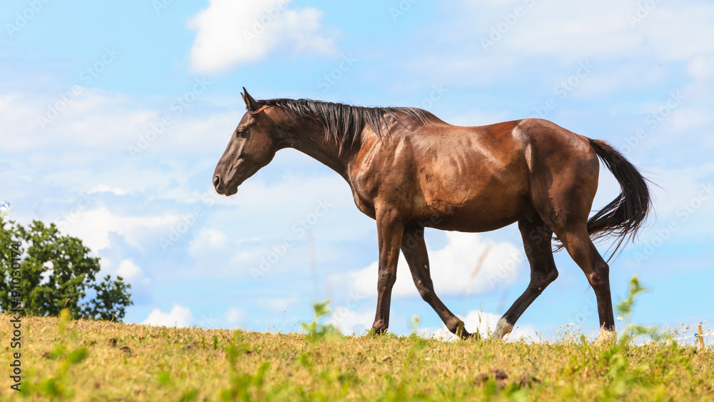 Obraz premium Majestic graceful brown horse in meadow.