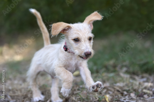 Cute Dog Running