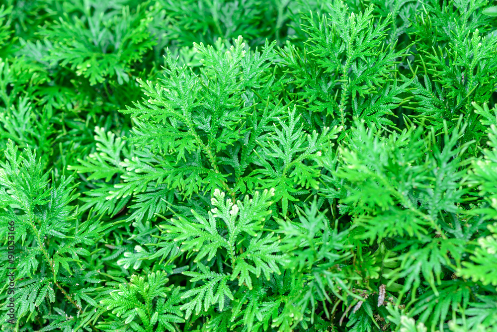 Selaginella fern leaf. Selaginella fern leaf.