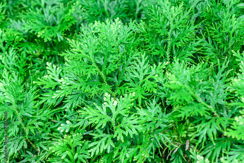 Selaginella fern leaf.