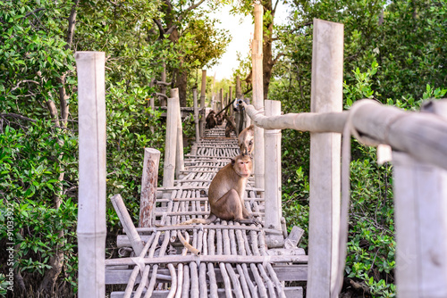 Crab-eating macaque monkey siting on bamboo bridge in mangrove forest.