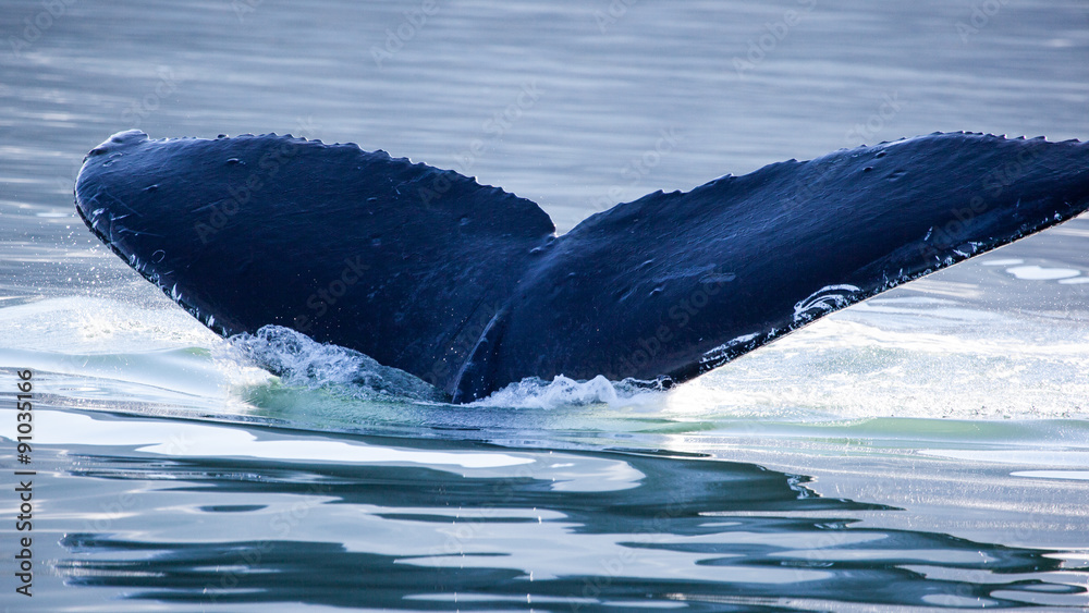 Naklejka premium Humpback Whale (Megaptera novaeangliae) tail, Juneau, Alaska