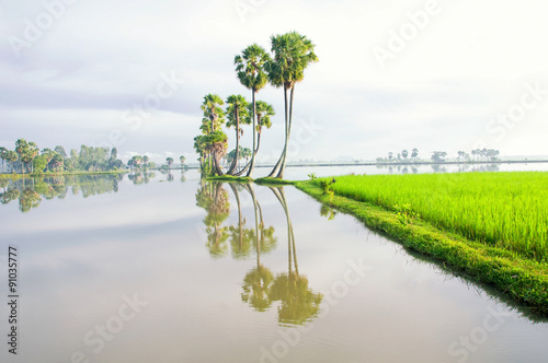 Palm trees reflection on the rice field, An Giang province, Vietnam