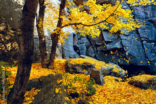 Autumn trees and rocks