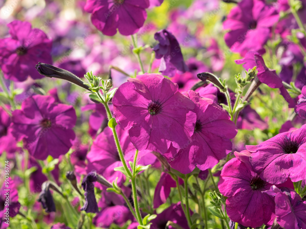 Some pink flowers petunias in focus on the flowerbed.