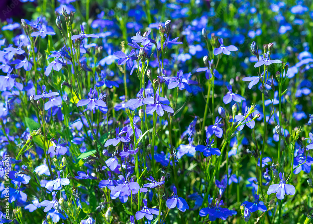 Blue flowers lobelia in focus on the flowerbed. Sunny summer day.