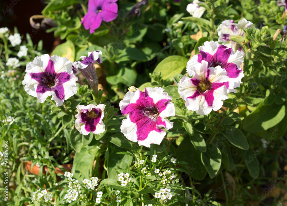 Some mix colored flowers petunias like smile on the flowerbed. Some mix colored flowers petunias like smile on the flowerbed.