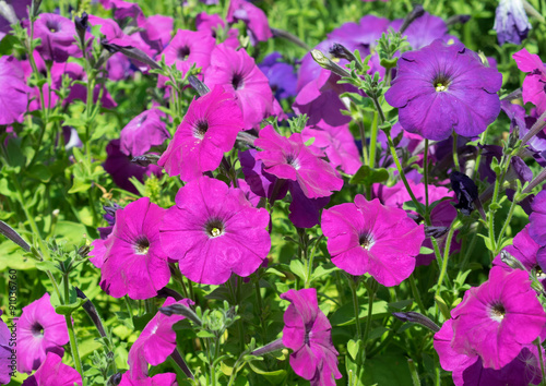 Some purple flowers petunias in focus on the flowerbed.