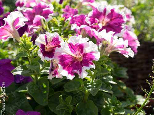 Some mix colored flowers petunias in focus on the flowerbed.