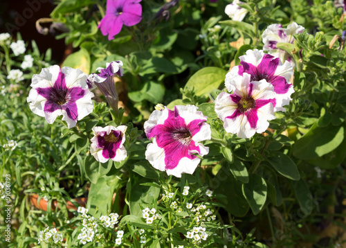 Some mix colored flowers petunias like smile on the flowerbed.