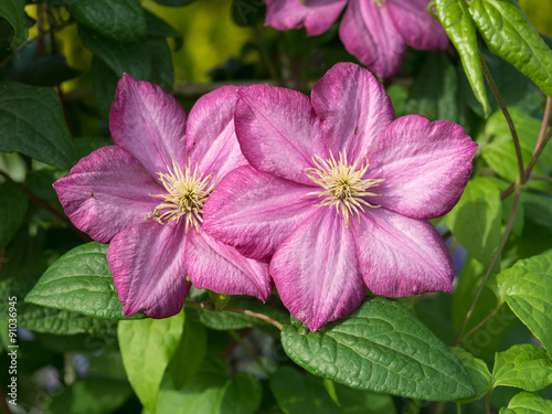 Fototapeta Naklejka Na Ścianę i Meble -  Clematis Jackmanii, two flowers.