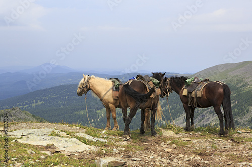Saddled horse on top of ridge Iolgo. 