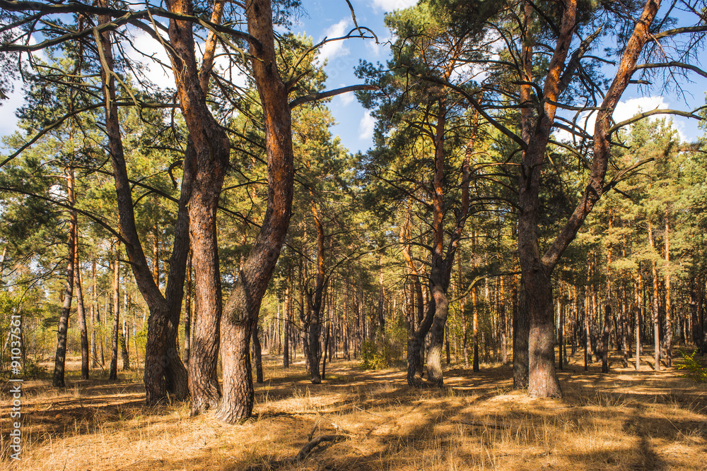 Fototapeta premium pinewood