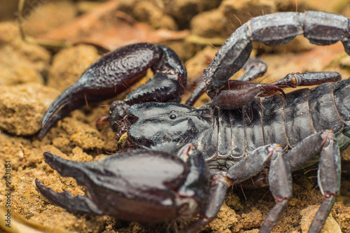Tropical Scorpion in Thailand