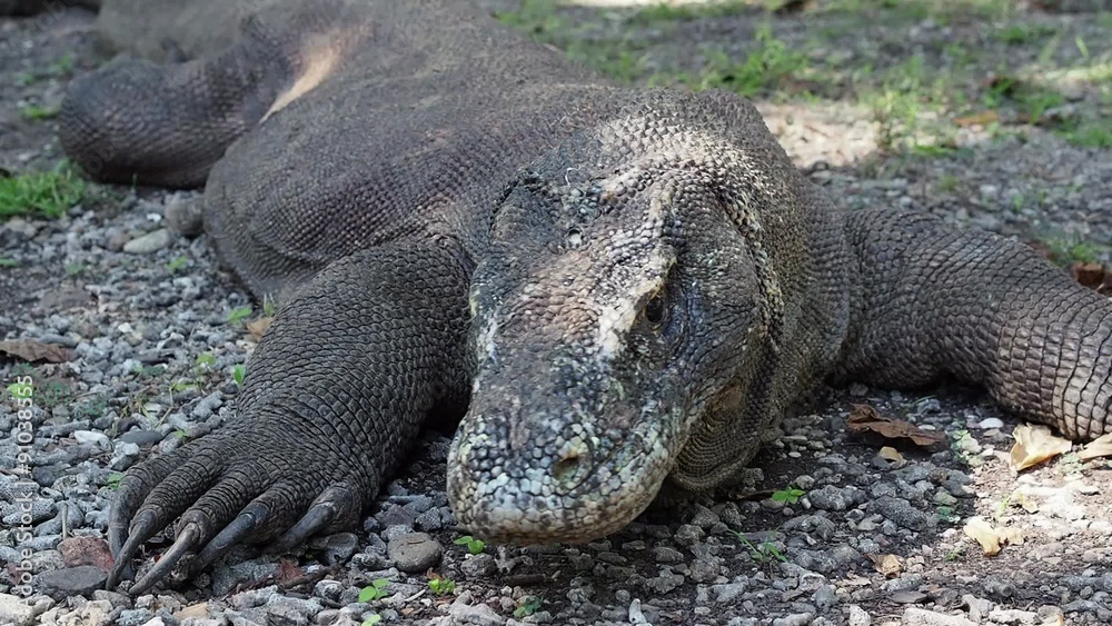 Close up of wild komodo dragon in Komodo Island, East Nusa Tenggara, Indonesia. Close up of wild komodo dragon in Komodo Island, East Nusa Tenggara, Indonesia.