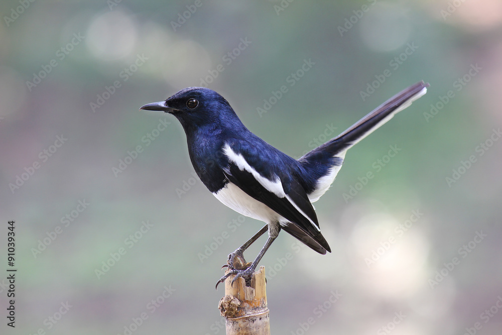 Oriental Magpie Robin Oriental Magpie Robin
