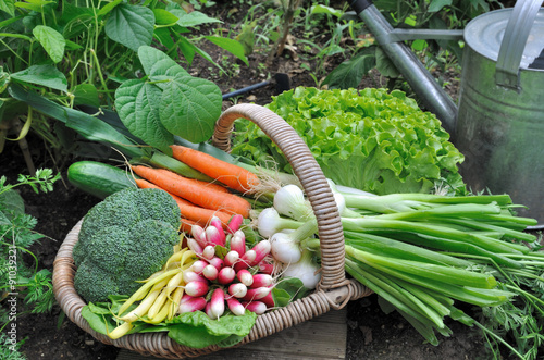 panier de légumes frais dans potager  photo