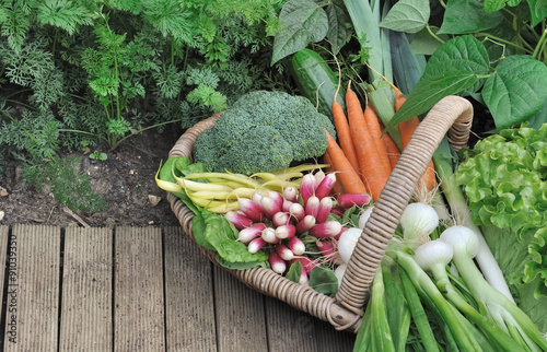 panier de légumes frais dans potager
