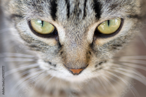 Closeup of Hypnotic Cat Eyes © Geschaft