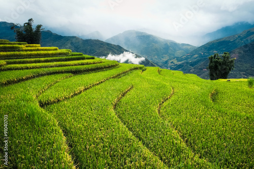Rice fields on terraced in Sapa, Vietnam. Rice fields prepare the harvest at Northwest Vietnam. 