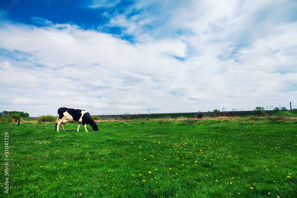 Fototapeta premium Green Field