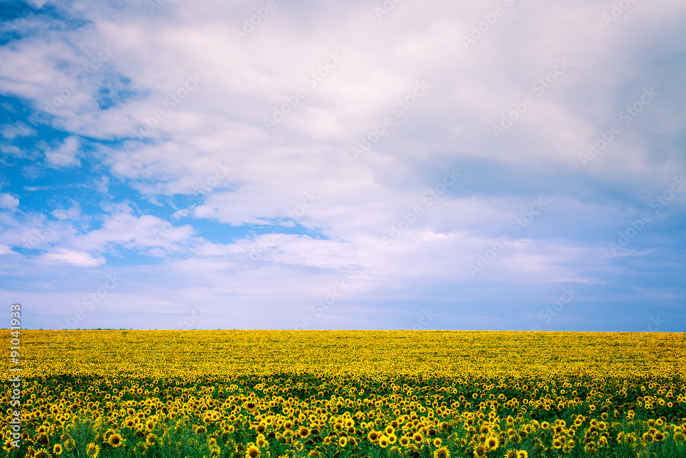 Green Field Green Field
