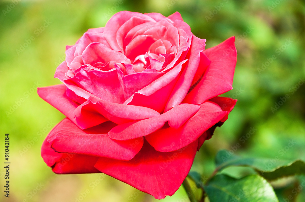 Obraz premium red rose flower