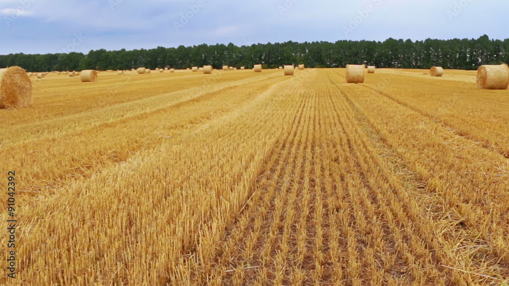 Rolls of Hay in the Field Rolls of Hay in the Field