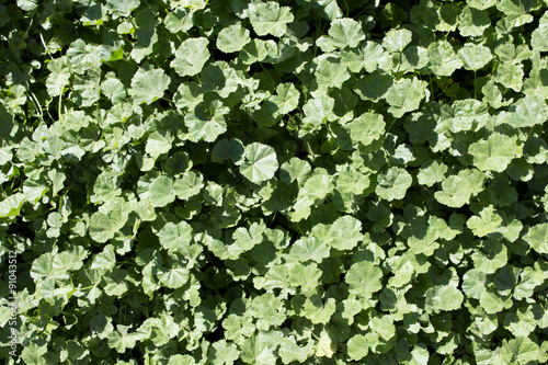 Background of green grass. Photo.