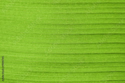 Abstract of banana leaf