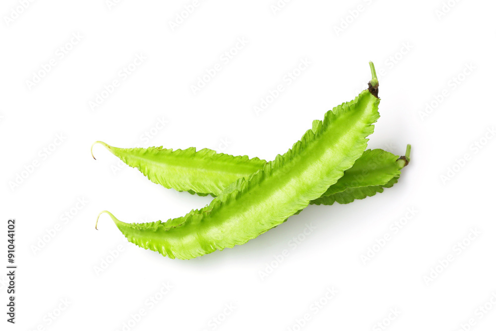 Winged bean Winged bean