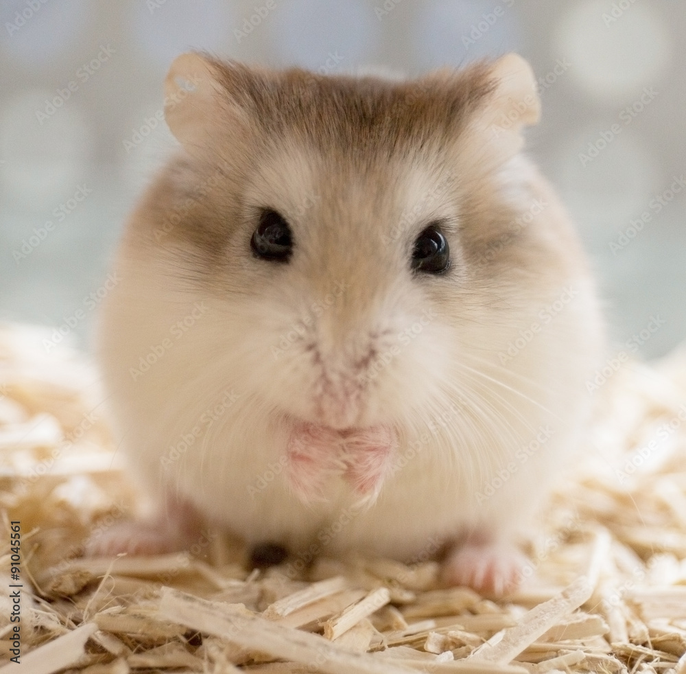 Hamster Hamster
