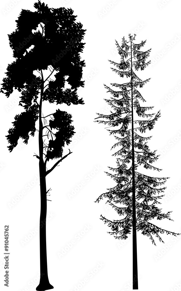 Fototapeta premium two long black pine trees on white