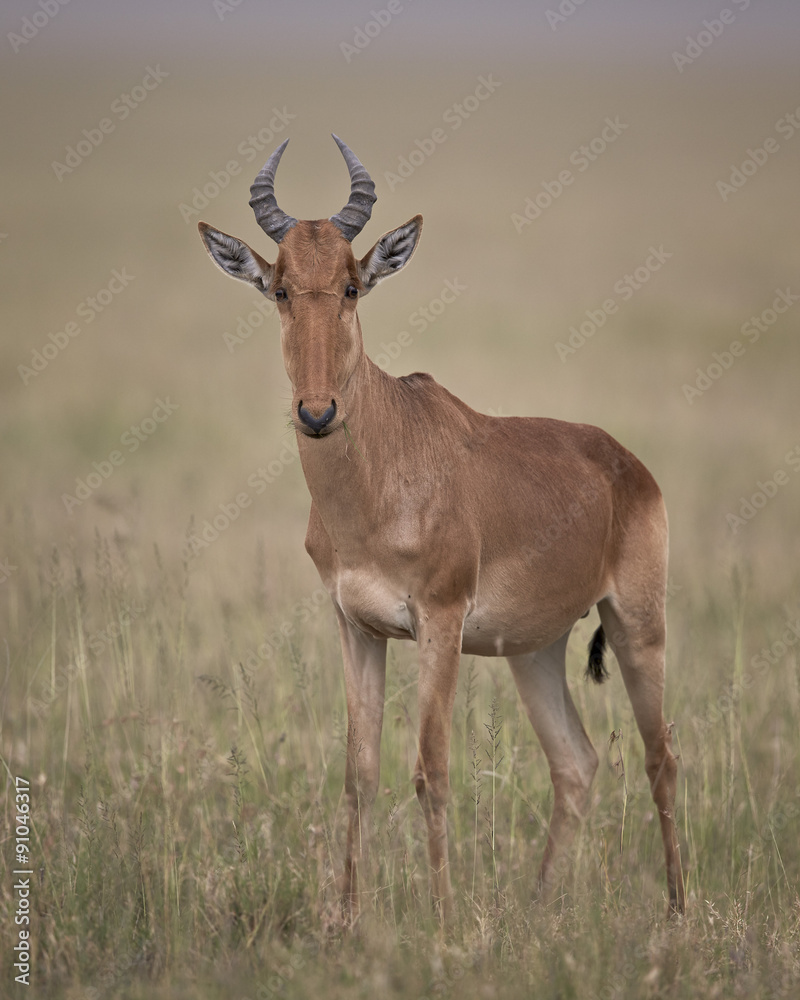 Coke's hartebeest (Alcelaphus buselaphus cokii), Serengeti National Park, Tanzania Coke's hartebeest (Alcelaphus buselaphus cokii), Serengeti National Park, Tanzania