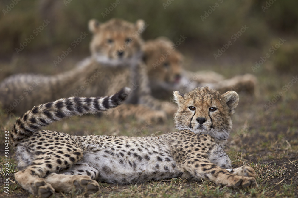 Cheetah (Acinonyx jubatus) cub, Serengeti National Park, Tanzania Cheetah (Acinonyx jubatus) cub, Serengeti National Park, Tanzania