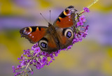 Farfalla Nymphalis io