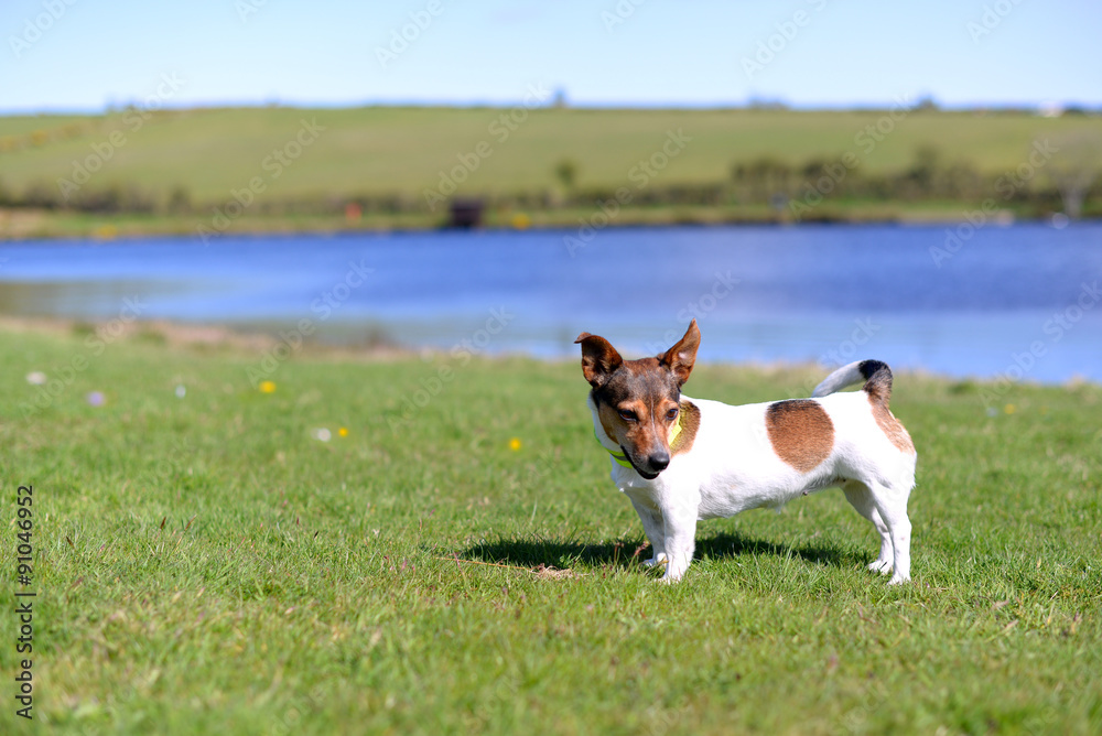 Jack Russell Terrier Standing on Grass