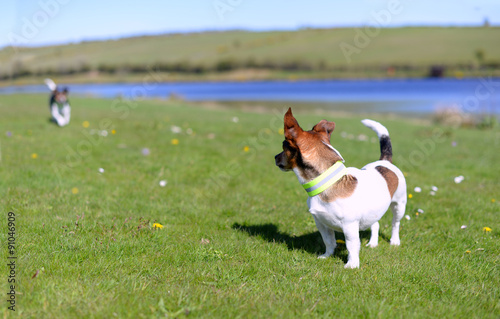 Jack Russell Terriers Standing on Grass Watching