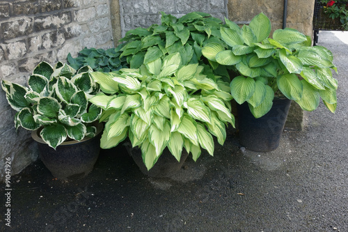 Pots of healthy hosta plants. photo