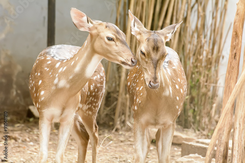 A Eld's Deer closeup take in a zoo
 photo