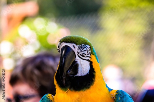 parrot macaws ( Ara ararauna) photo