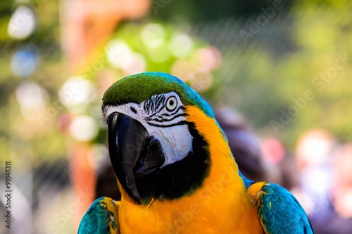 parrot macaws ( Ara ararauna) photo