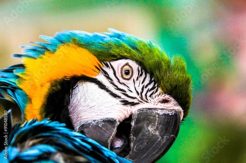 parrot macaws ( Ara ararauna)