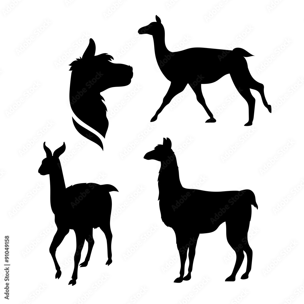 Fotografie Vector silhouettes of a lama.