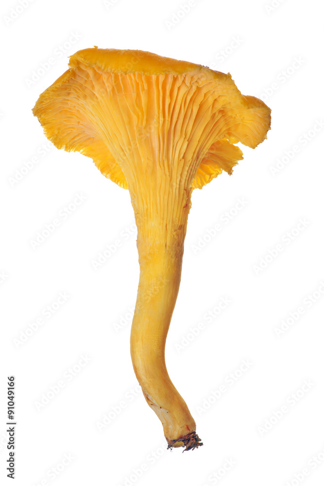 Fotografie large yellow chanterelle isolated on white