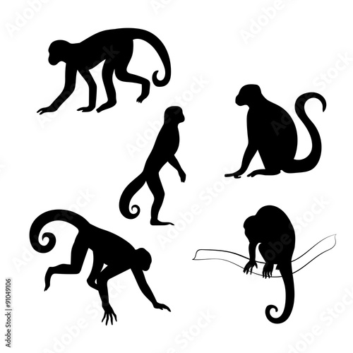Photography Capuchin monkey vector silhouettes.