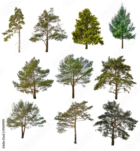 set of ten coniferous trees isolated on white