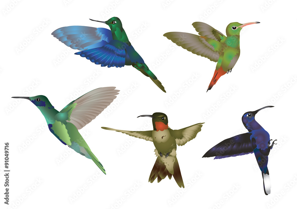 Hummingbirds Hummingbirds