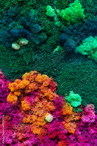 Fototapeta Naklejka Na Ścianę i Meble -    Lichen on moss-grown surface